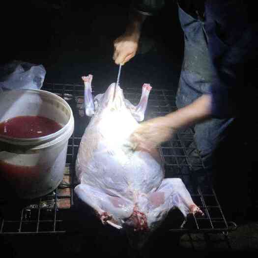 永州绵羊，肉羊烤全羊