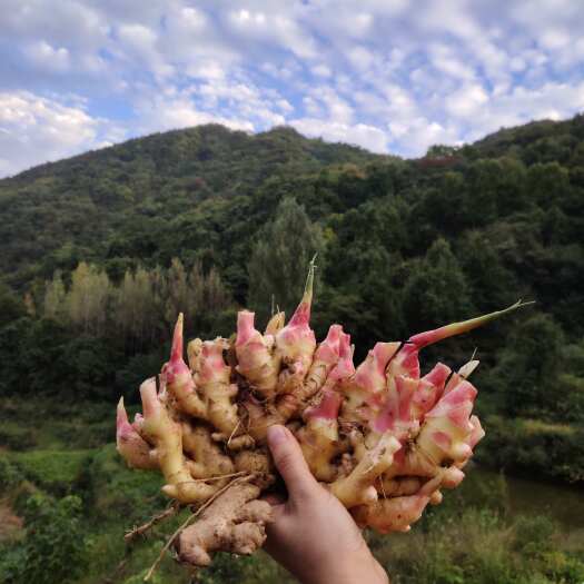 金寨县金寨县产地直发新鲜带土生姜天然原味速发