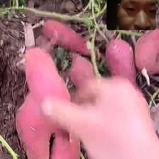 杭州小香薯  软糯香甜