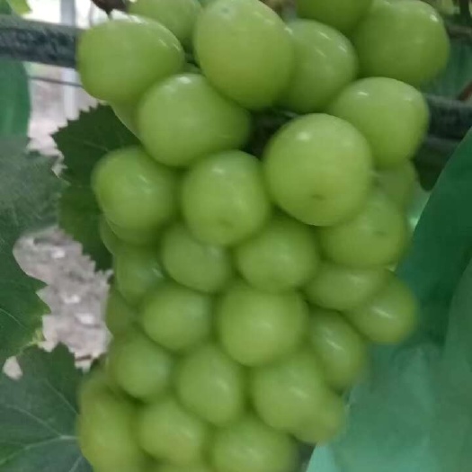 阳光玫瑰