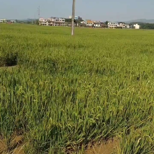 常宁市水田出租