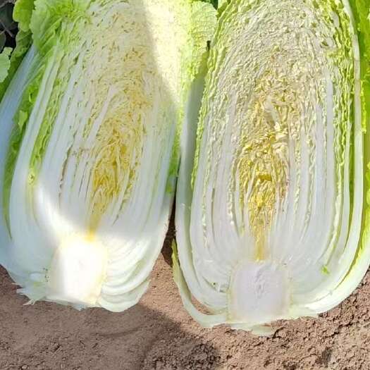 汾阳市汾阳黄心大白菜