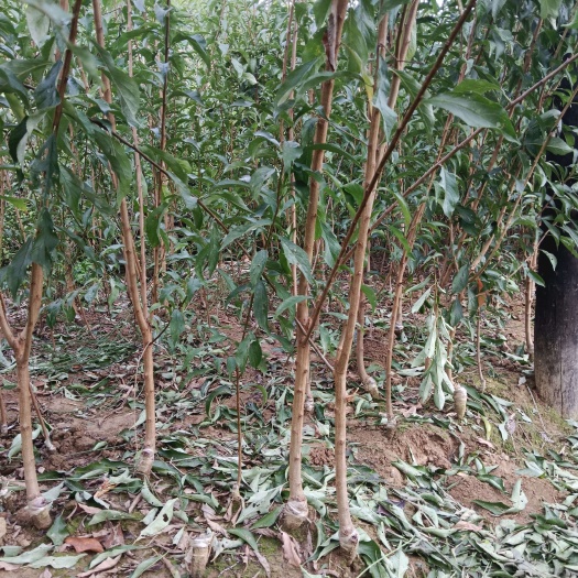 巴中嫁接果树苗木蜂糖李子树规格齐全基地直发