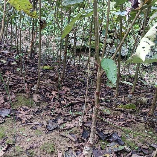 巴中批发黑珍珠樱桃嫁接苗基地直发可以盆栽可以地栽果树苗木