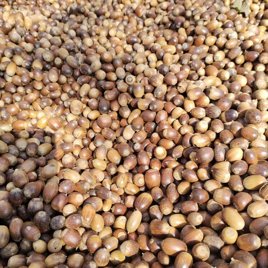 康县橡子 新鲜橡子 淀粉用橡子一手货源产地直供 量大从优