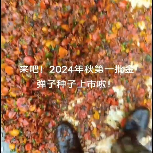 预售2025年秋收灌木金弹子种子（沙藏保存）35元／斤