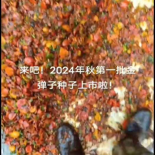 雅安预售2025年秋收灌木金弹子种子（沙藏保存）35元／斤