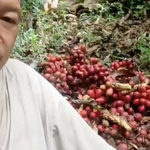 凤庆县云南草果