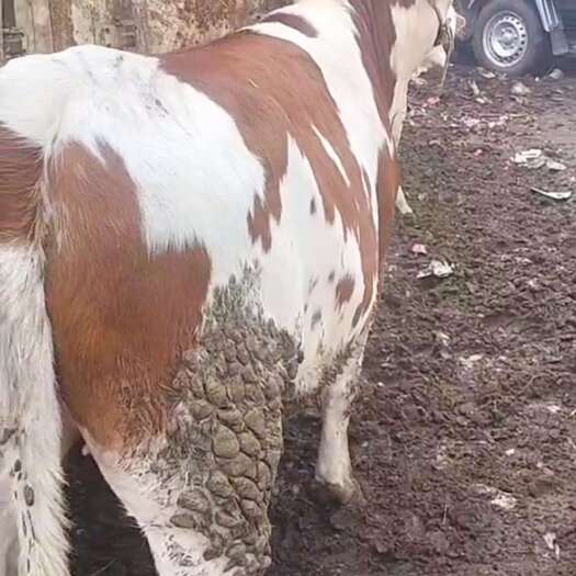 威宁县各品种牛，肉牛，种牛都有，需要的联系