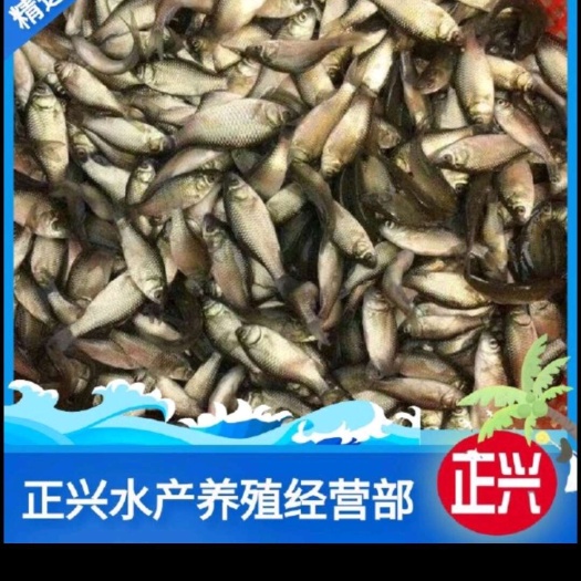 各种规格和品种的鱼苗