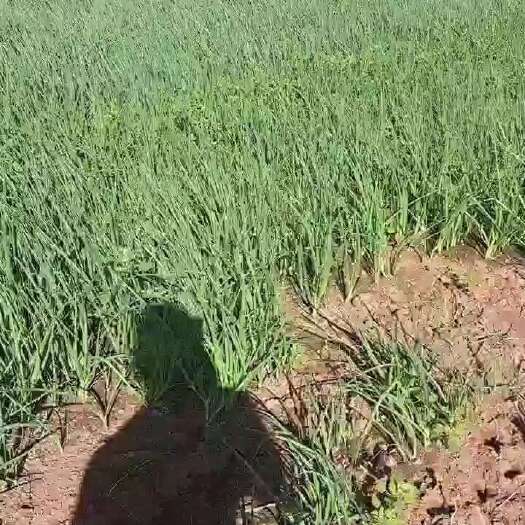 葱苗