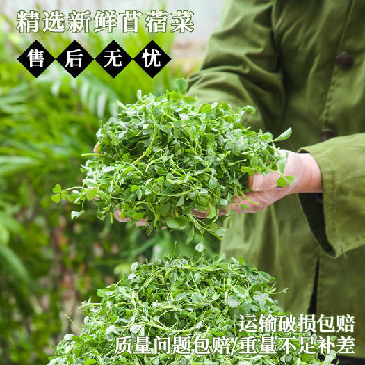 富平县富平县新鲜采摘苜蓿芽绿色蔬菜农产品批发