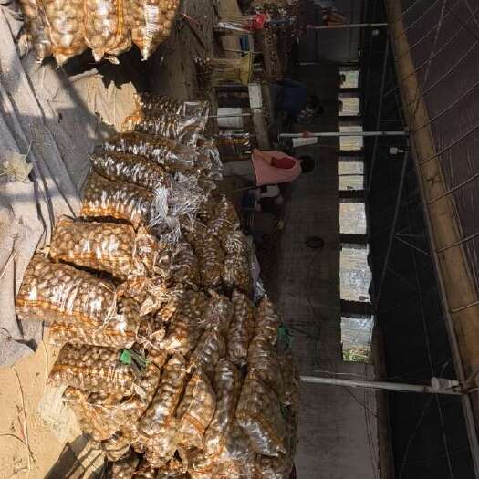 莒县大量出售各类芋头，质量保证