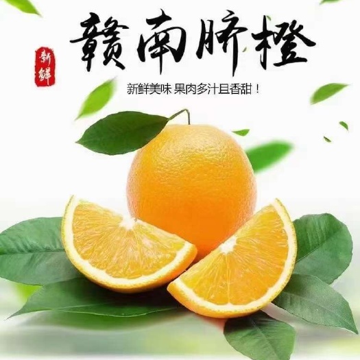 瑞金市【预售】江西赣南新鲜脐橙，自家果园甜蜜多汁现摘现发