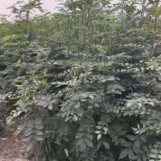 郑州大红袍石榴苗