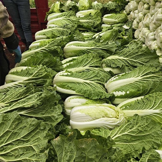 固原精品大白菜，需要的联系