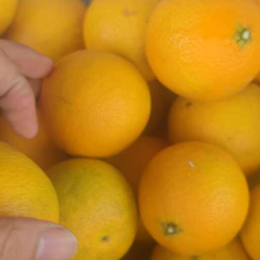 丹棱县四川丹棱爱媛果冻橙