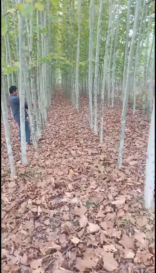 桐柏县法桐