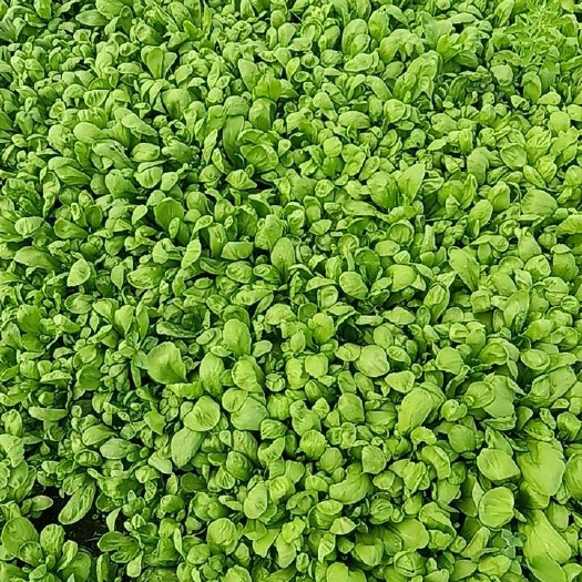 南通大叶茼蒿