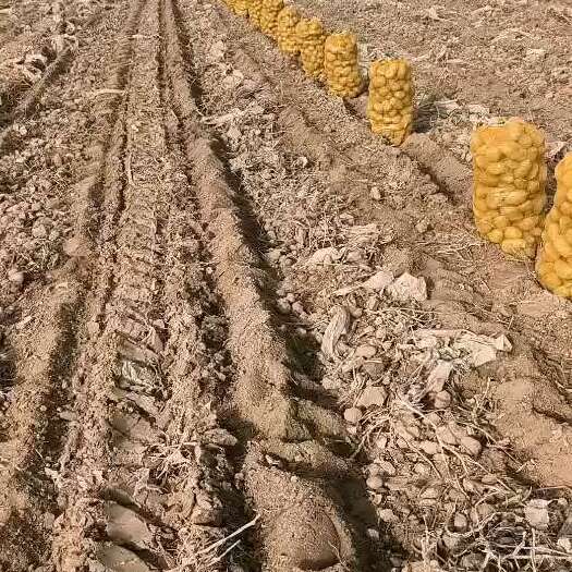 兰州高山旱地红皮土豆 口感好 耐存储 近期大量采收