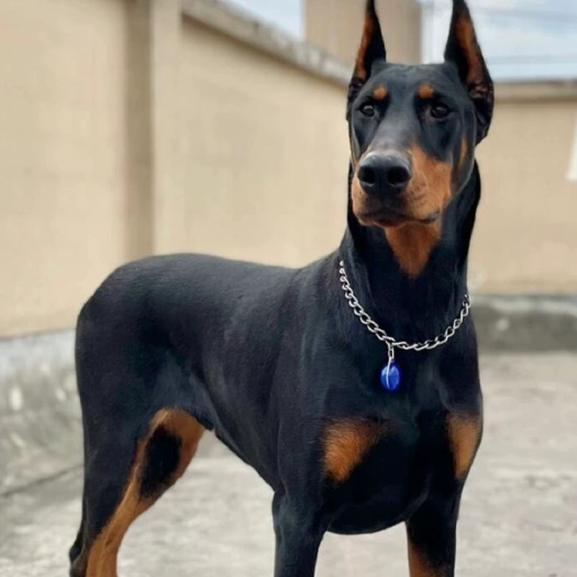 郓城县杜宾犬三个多月的800一条