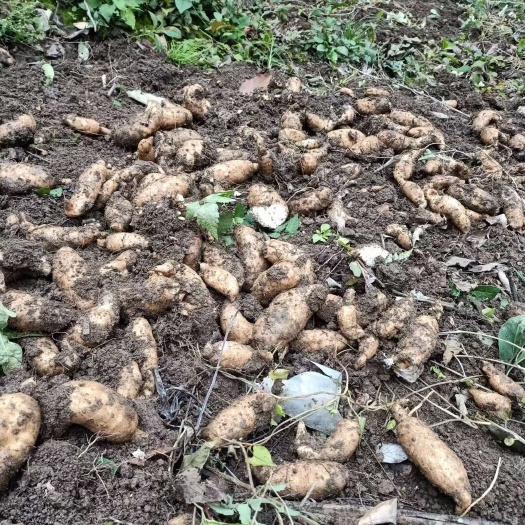 【农户自家种植天麻】秦岭自然保护区，纯自然生长