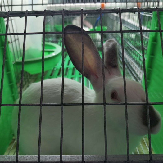 鹿邑县肉兔，健康肉兔，肉质好，口感佳。