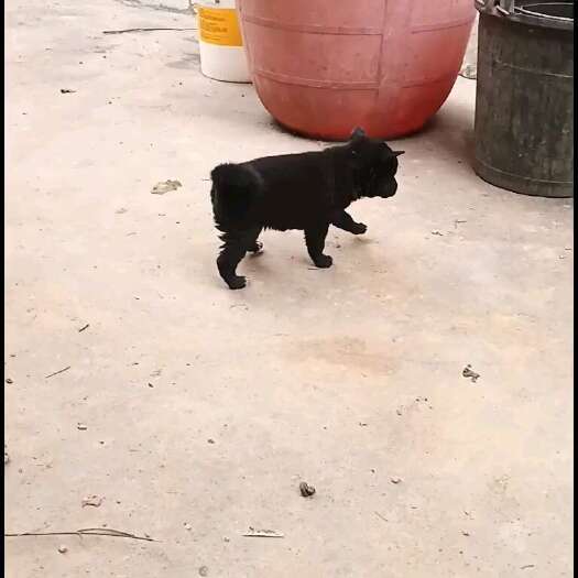 桂阳县中华田园犬