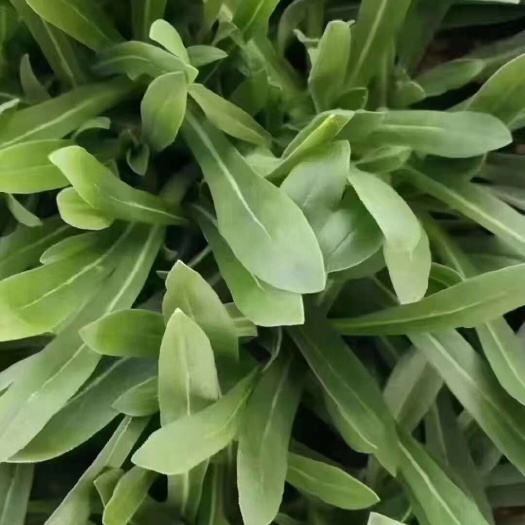 聊城面条菜基地，一手货源 价格不贵