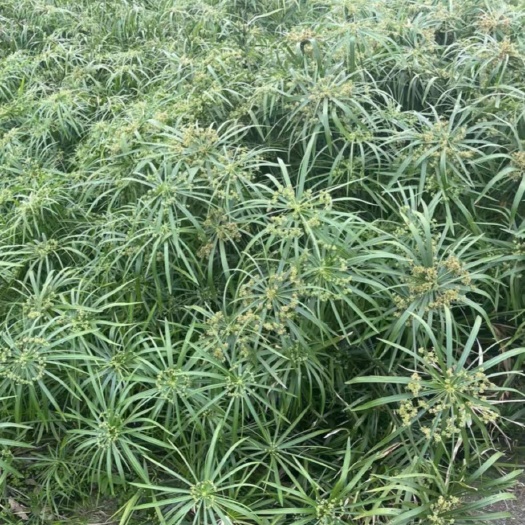 东莞市风车草  旱伞草