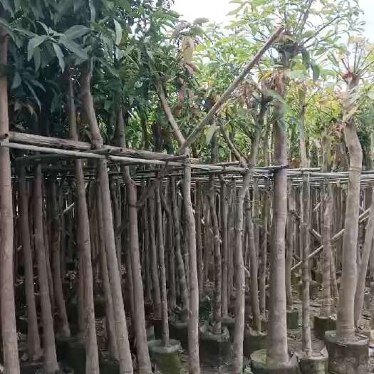 普宁市芒果树