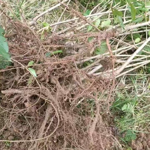 简阳市黑珍珠苗