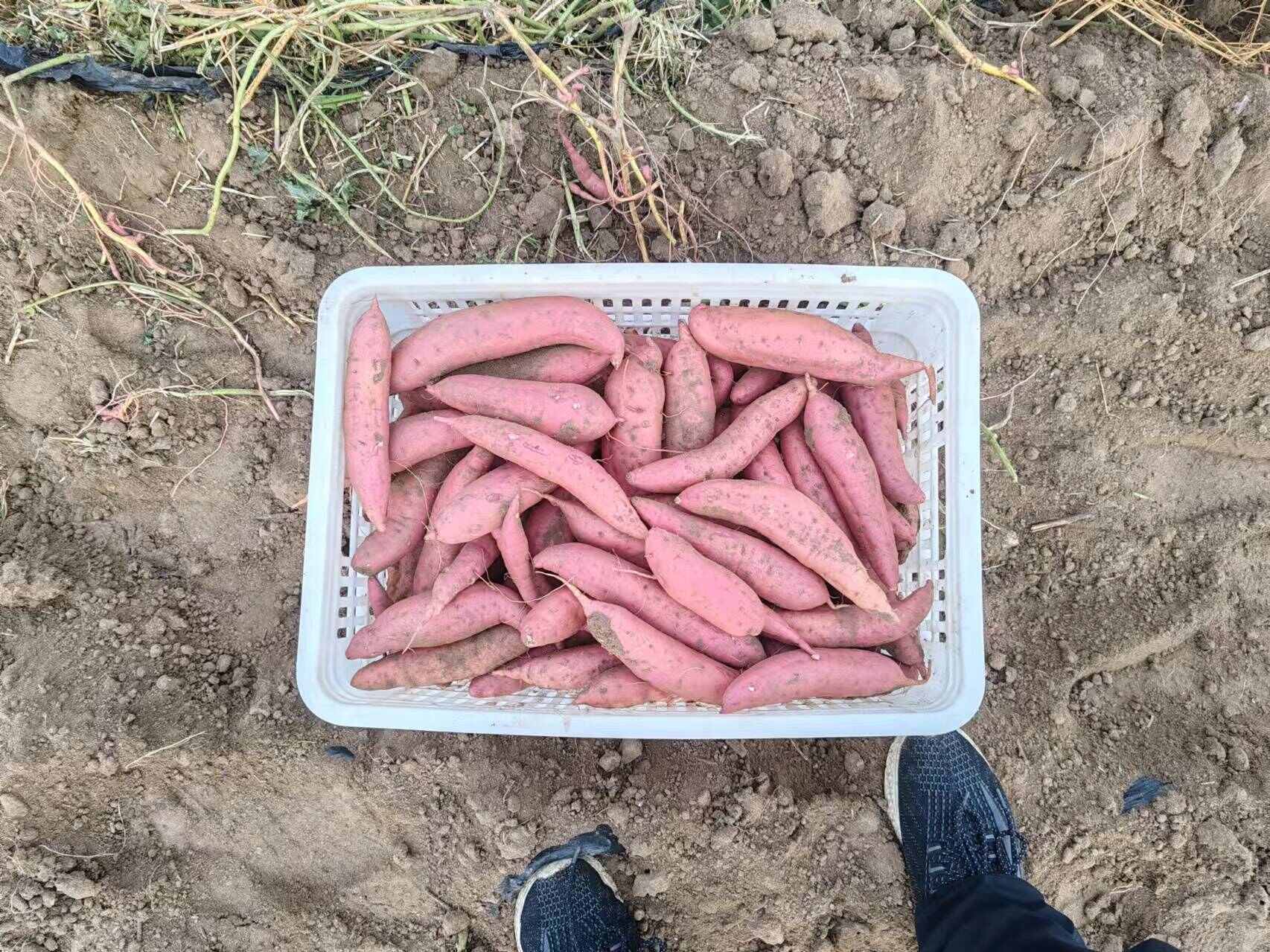 西瓜红红薯