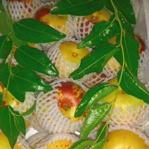 滨州沾化冰糖二代冬枣，属枣中之最个头在50克左右，囗感脆甜。