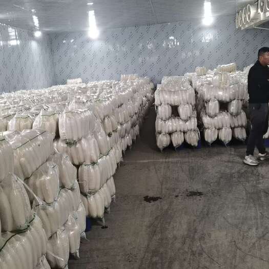 天门市基地直发，精品白萝卜