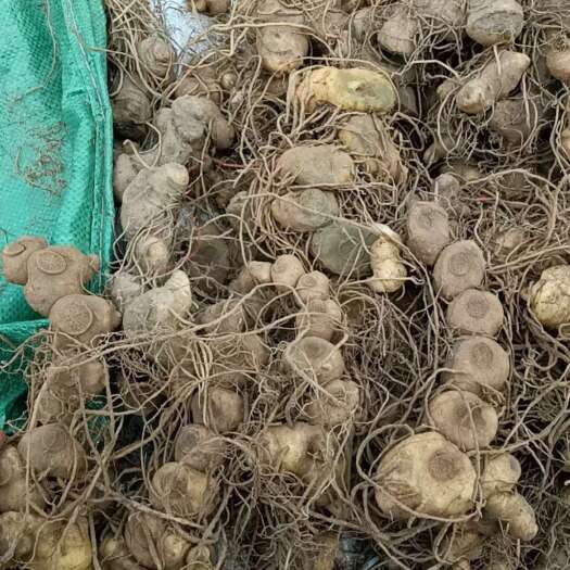 涟源市多花黄精，价格优惠，数量不多，