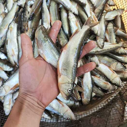朝阳县精品大嘴马口