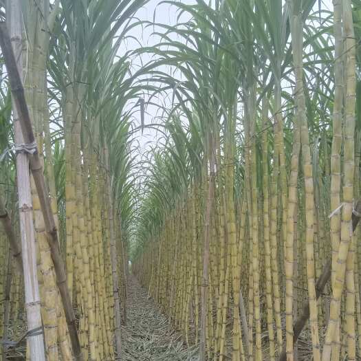 宾阳县脆甜爽口多汁