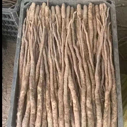 麻山药苗，紫药