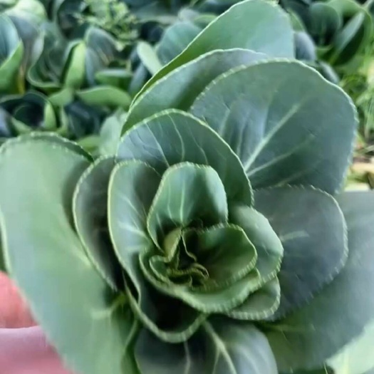 矮脚菜