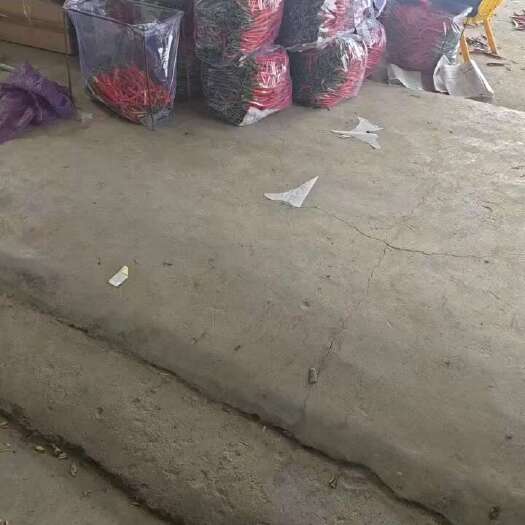 阜南县青线椒红线椒55号