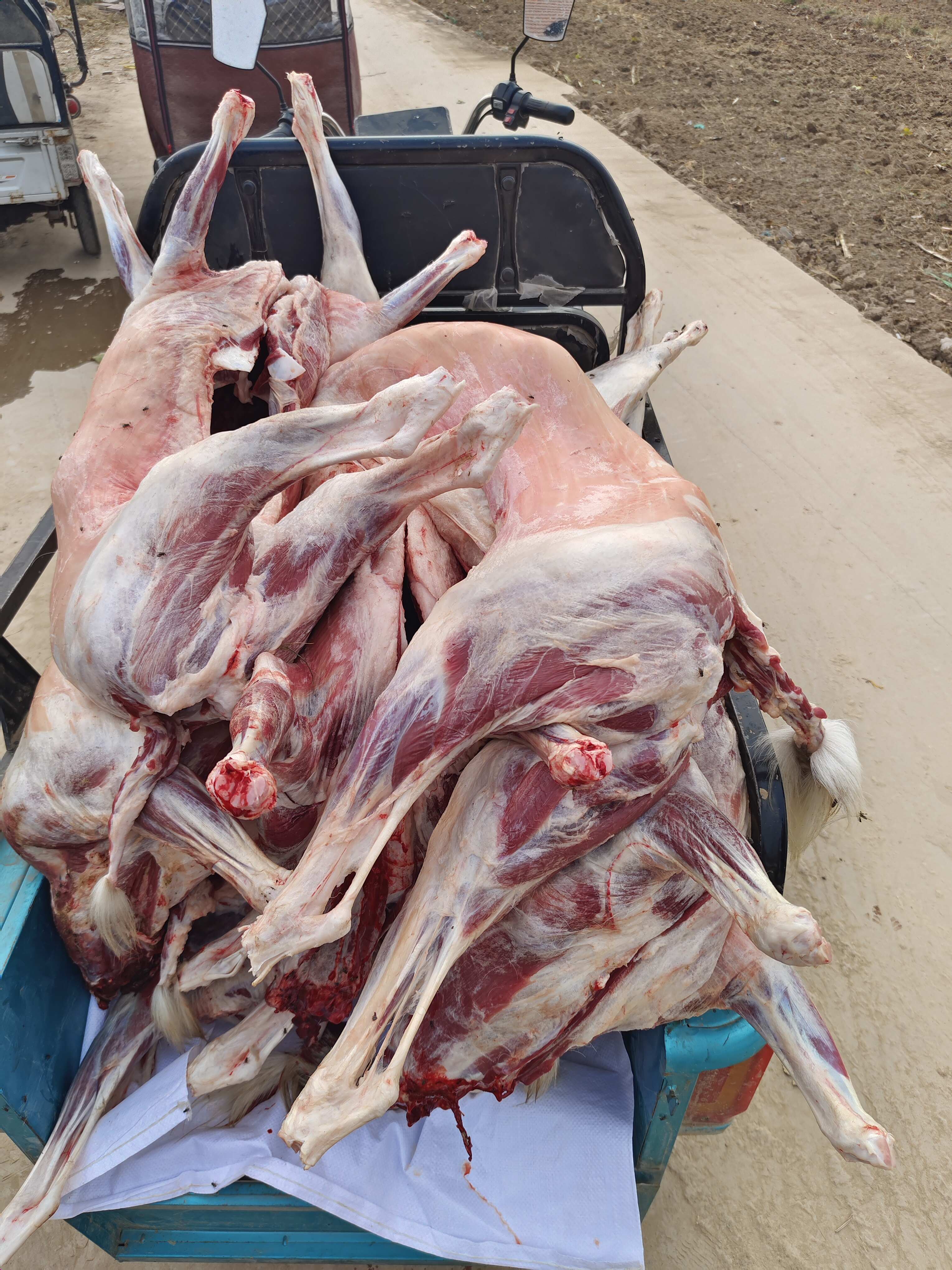 鮮羊肉店