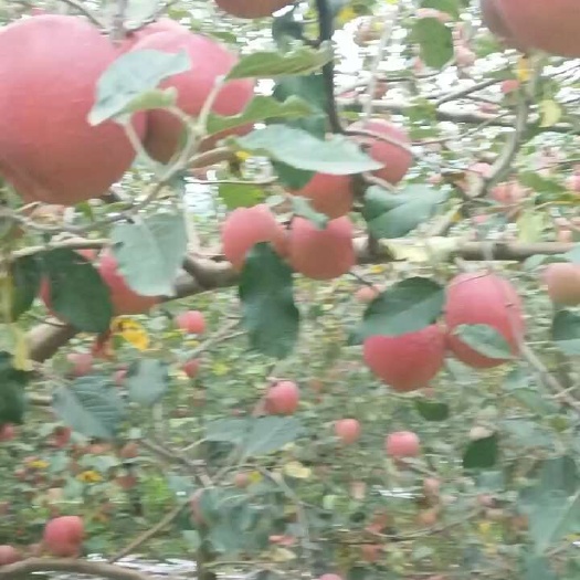 汉源县红露苹果