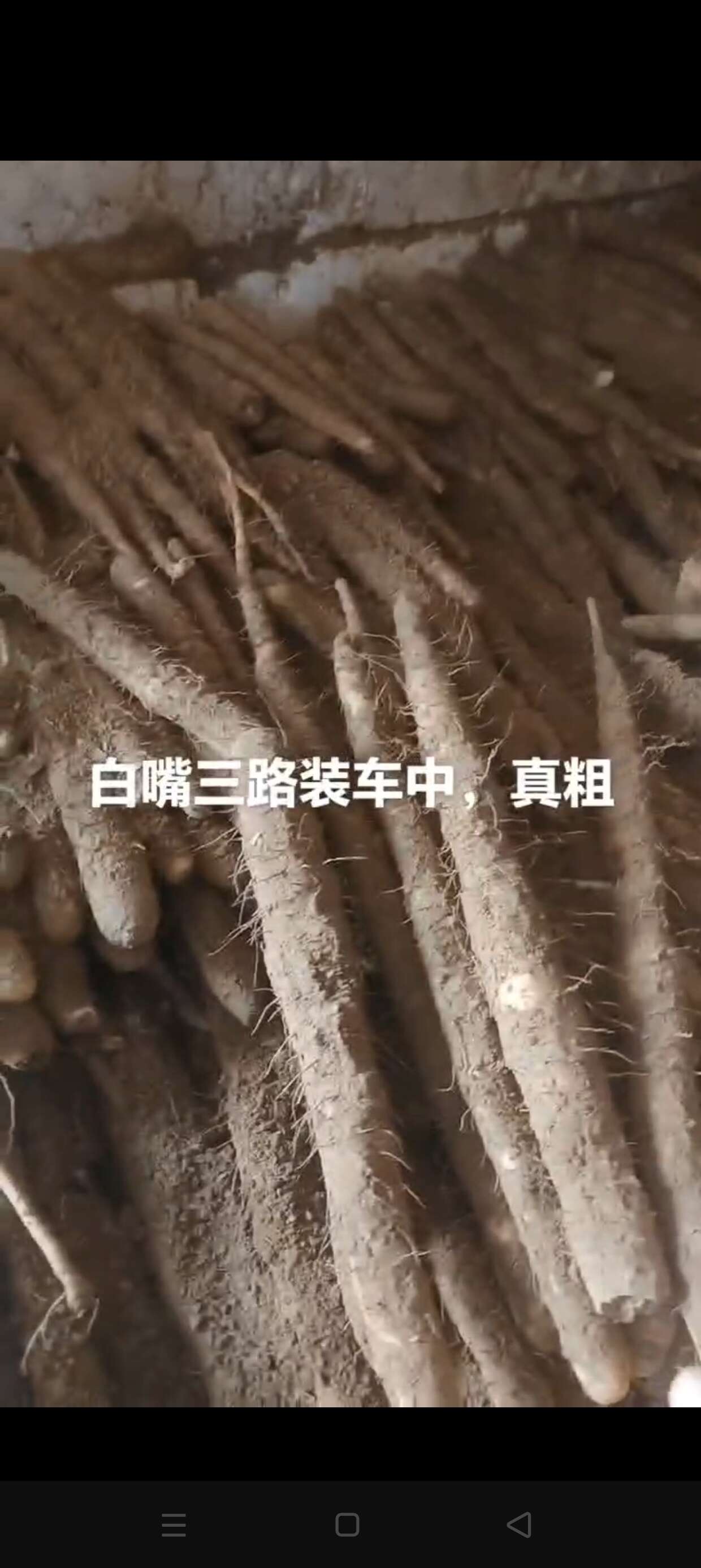 饶阳县河北衡水优质小白嘴山药 新鲜采摘直销