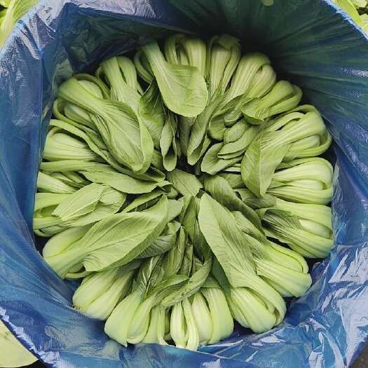 沈阳上海青