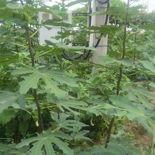 玉田县无花果青果