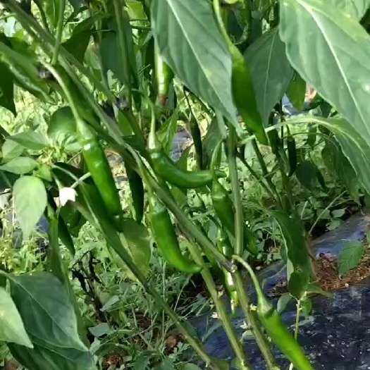 六盘水辣椒