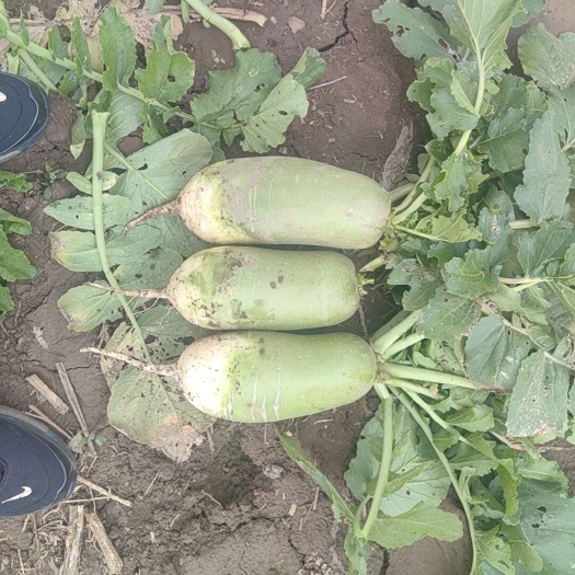 定襄县大量出售北京3大白菜，青萝卜