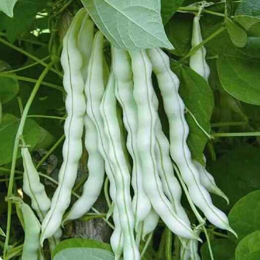 保山云南白不老，白芸豆，大量上市可对接市场电商团购社区