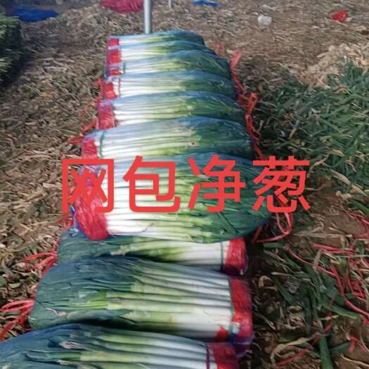 费县铁杆大葱